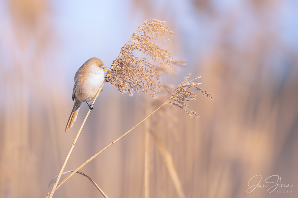 Bearded reedling