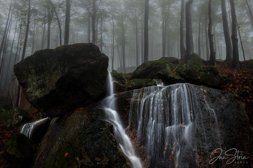 Mysterious Forest