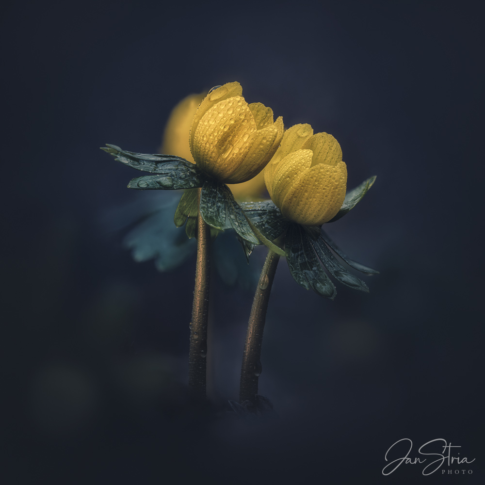 Eranthis hyemalis