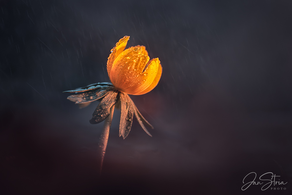 Winter Aconite