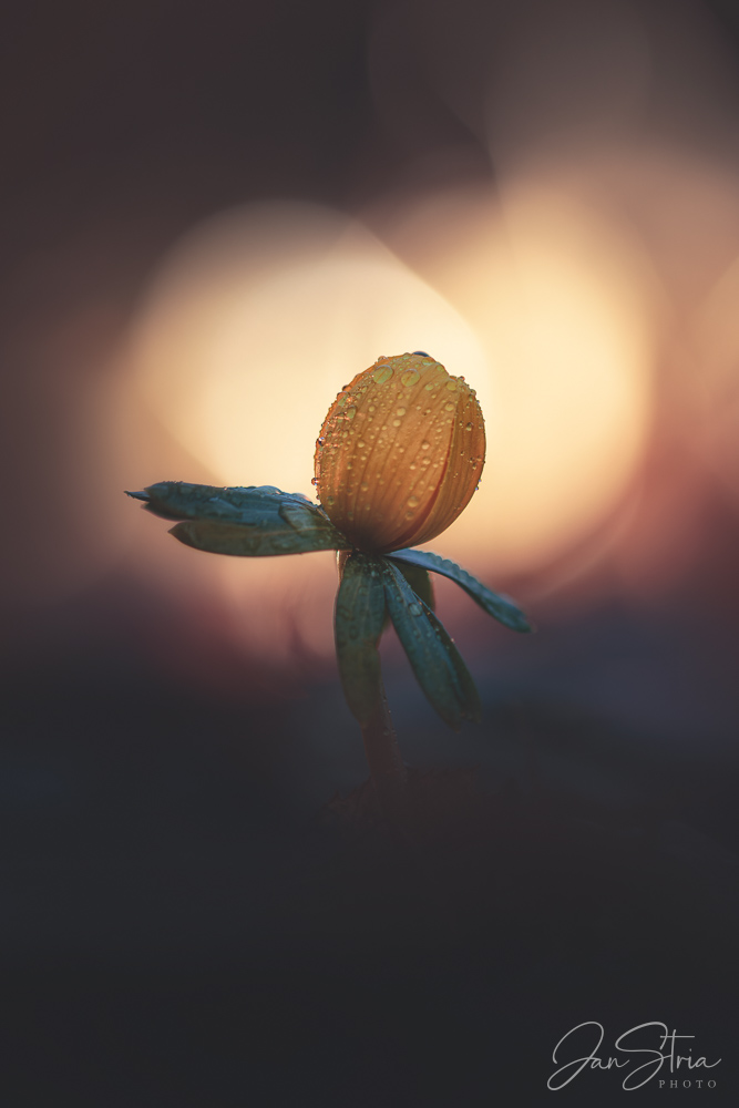 Winter Aconite
