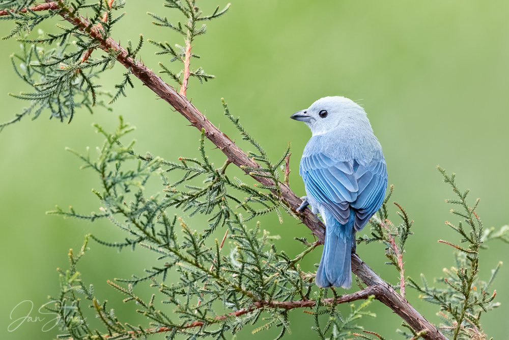 Blue-gray tanager