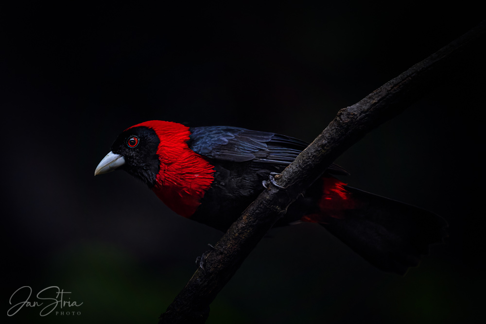 Crimson-collared tanager 