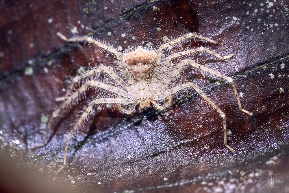 Thelcticopis