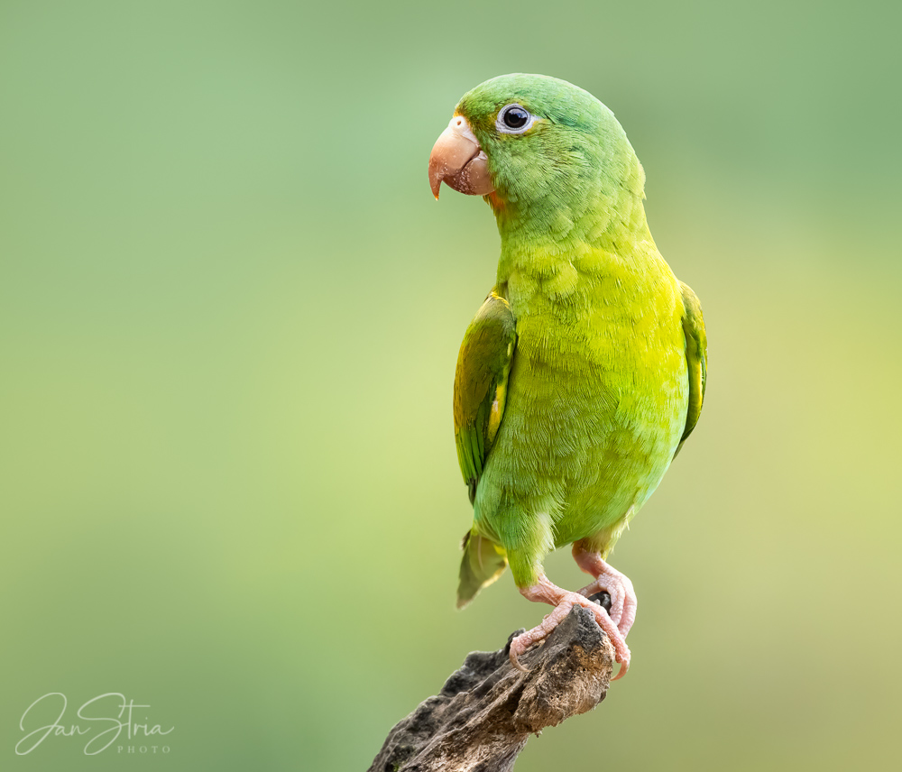 Orange-chinned parakeet