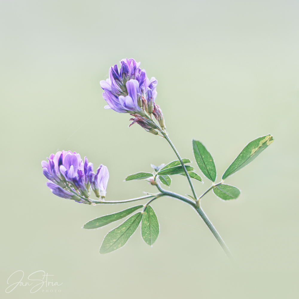 Alfalfa