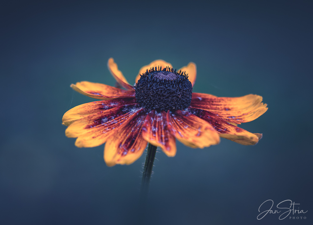 Black-eyed Susan