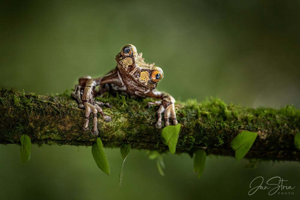 Triprion spinosus