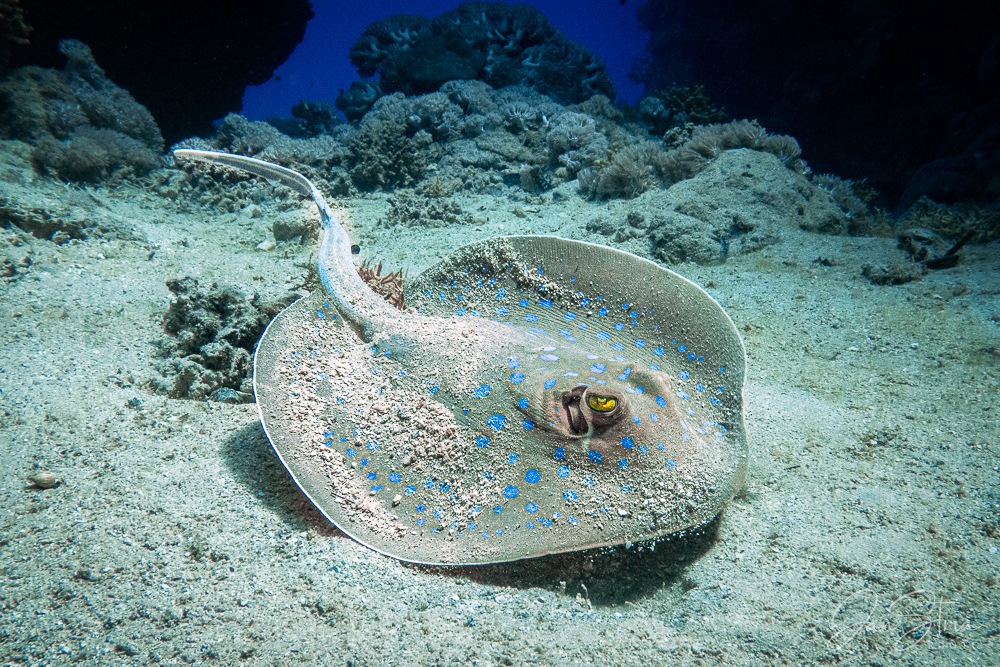 Bluespotted ribbontail ray