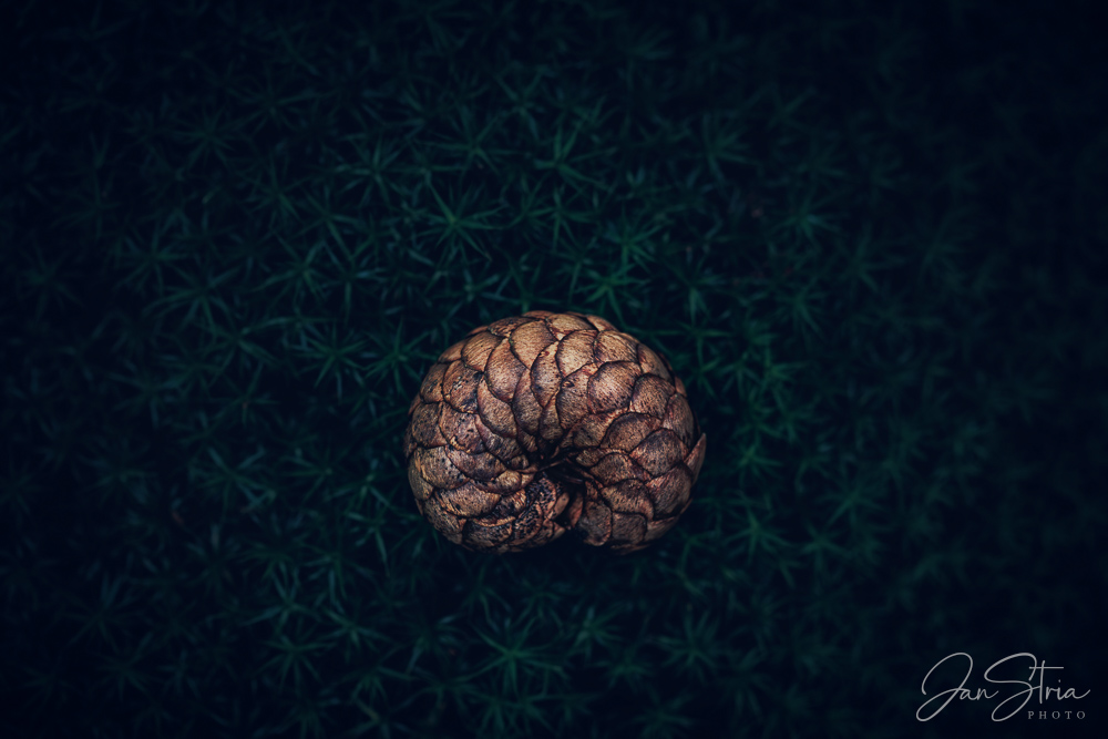 In the Heart of Forest