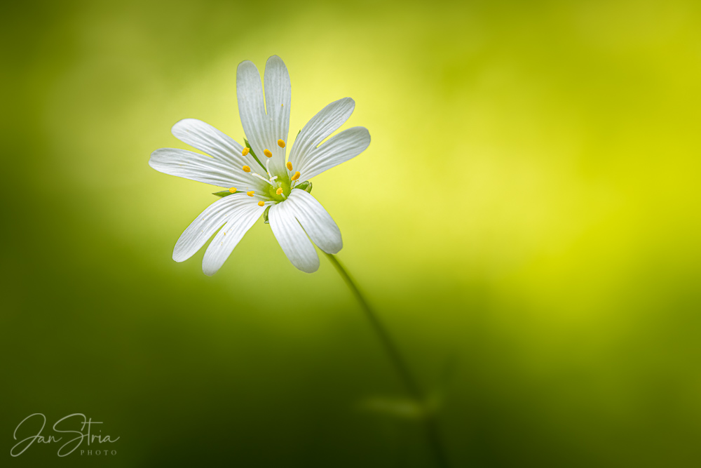 In Spring Green