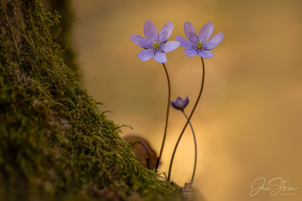 In Spring Forest