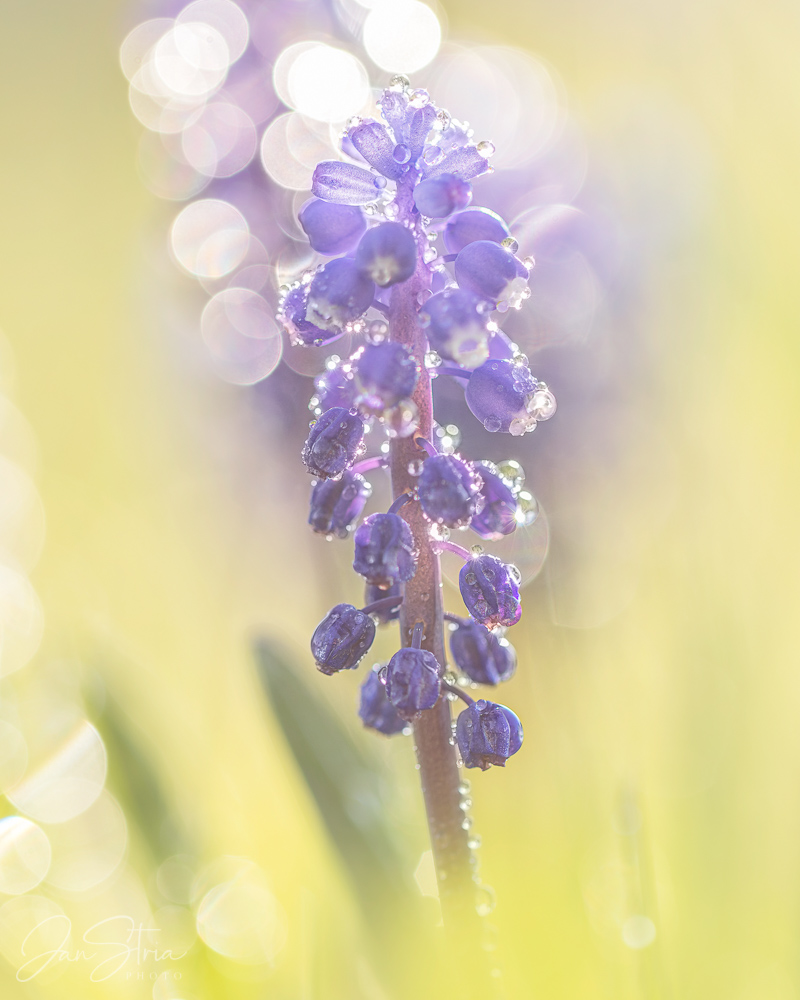 In the Spring Sun