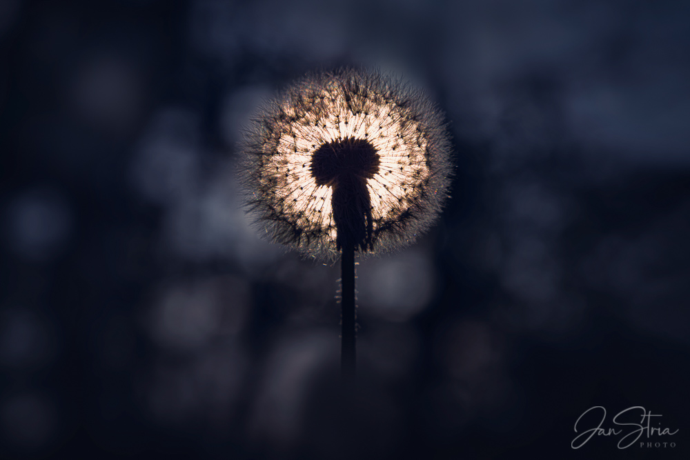 In the Last Light
