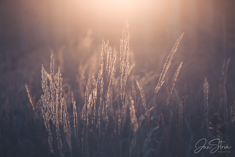 In the Last Light