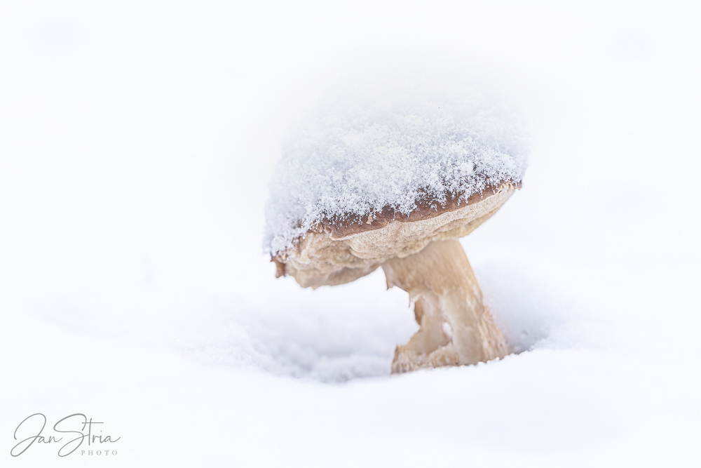 V zimním království