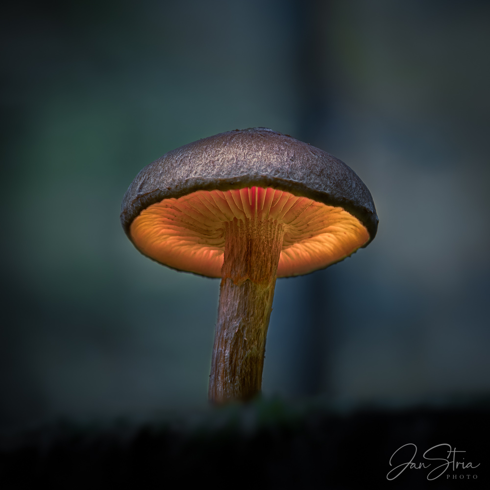 Evening in forest