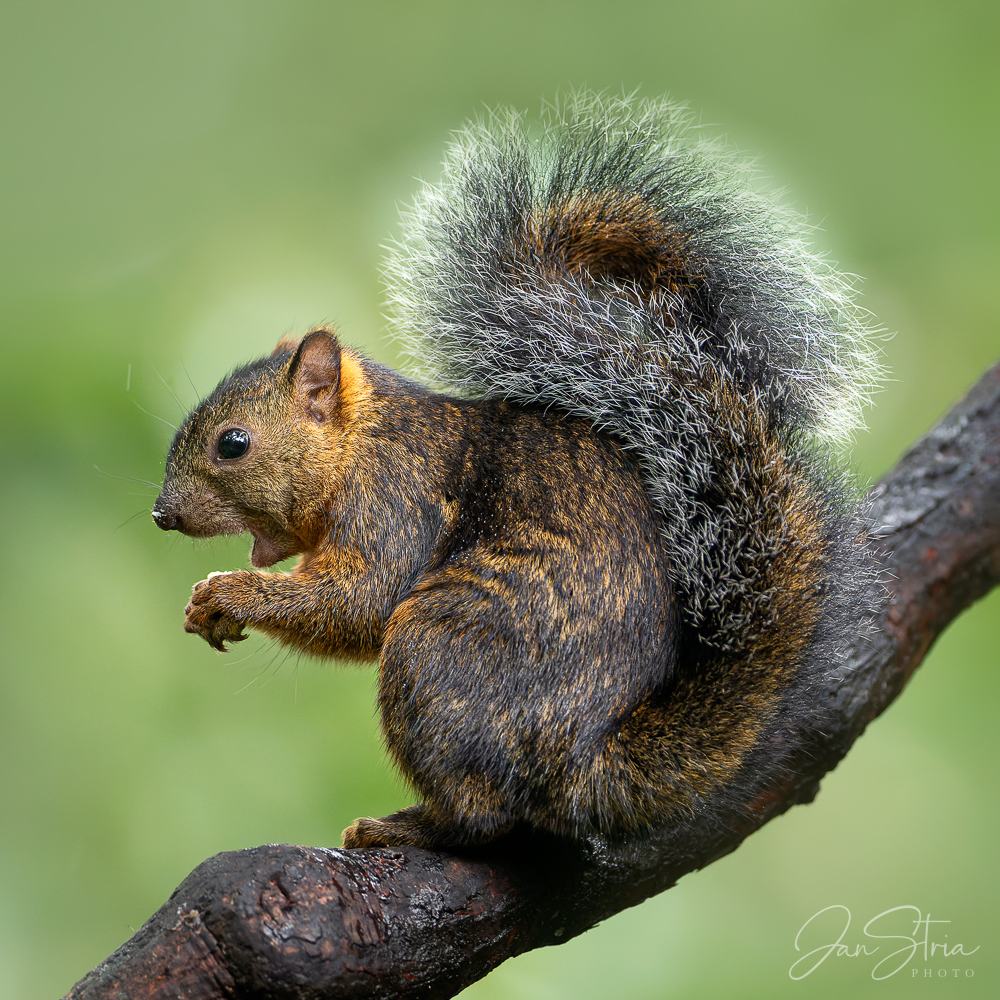 Variegated squirrel