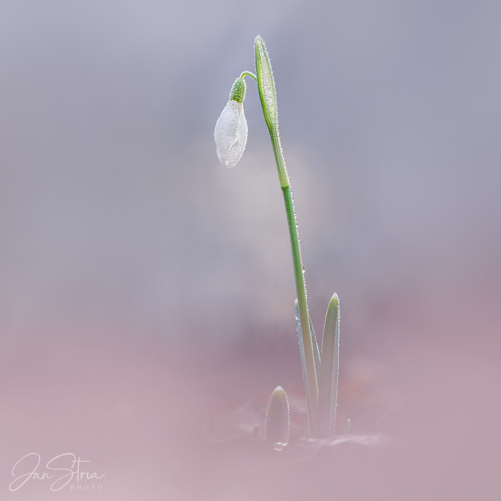 Welcome Spring