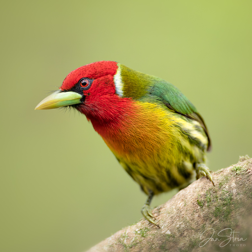 Red-headed Barbet