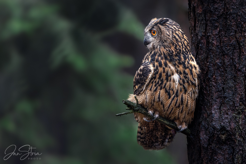 Eurasian eagle-owl
