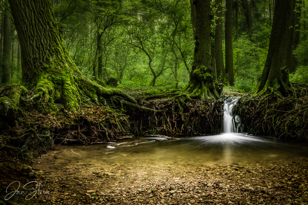 Green Kingdom