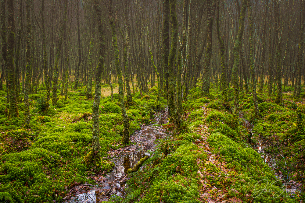 Green Grove