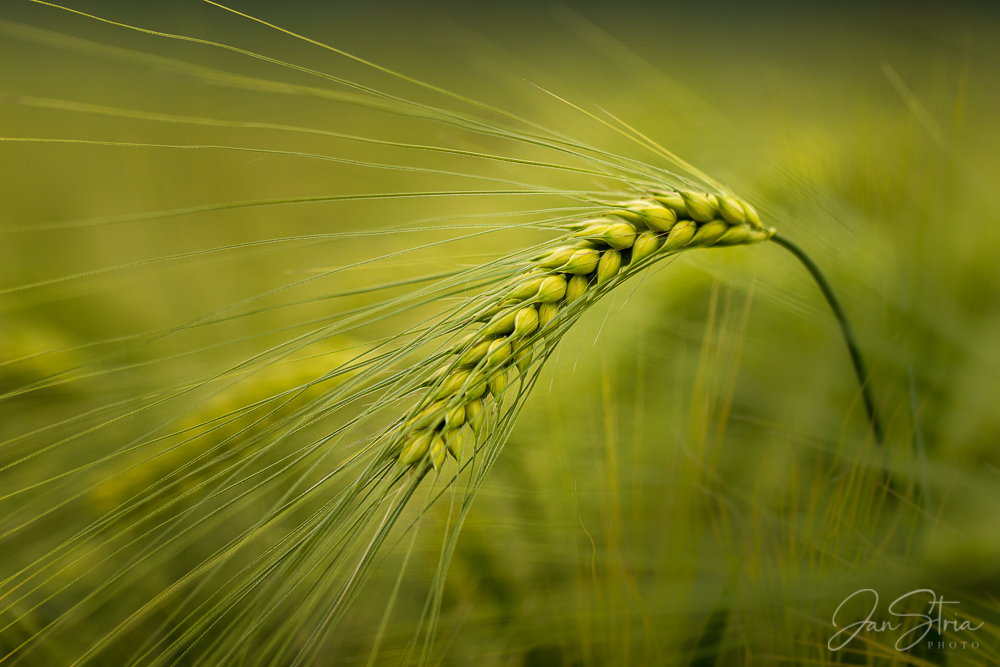 Green ear
