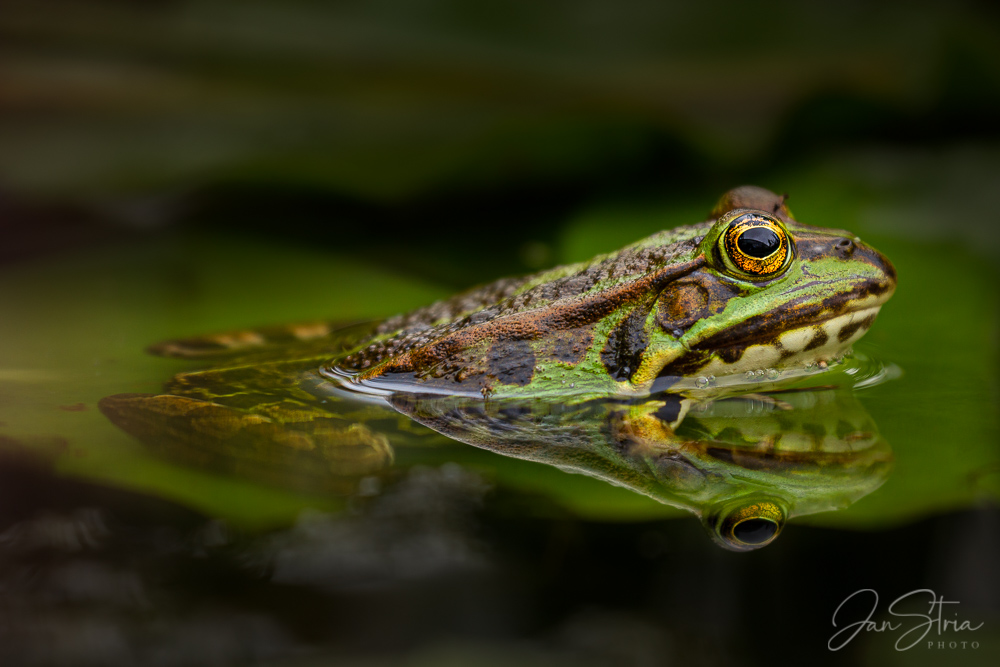 Green Observer