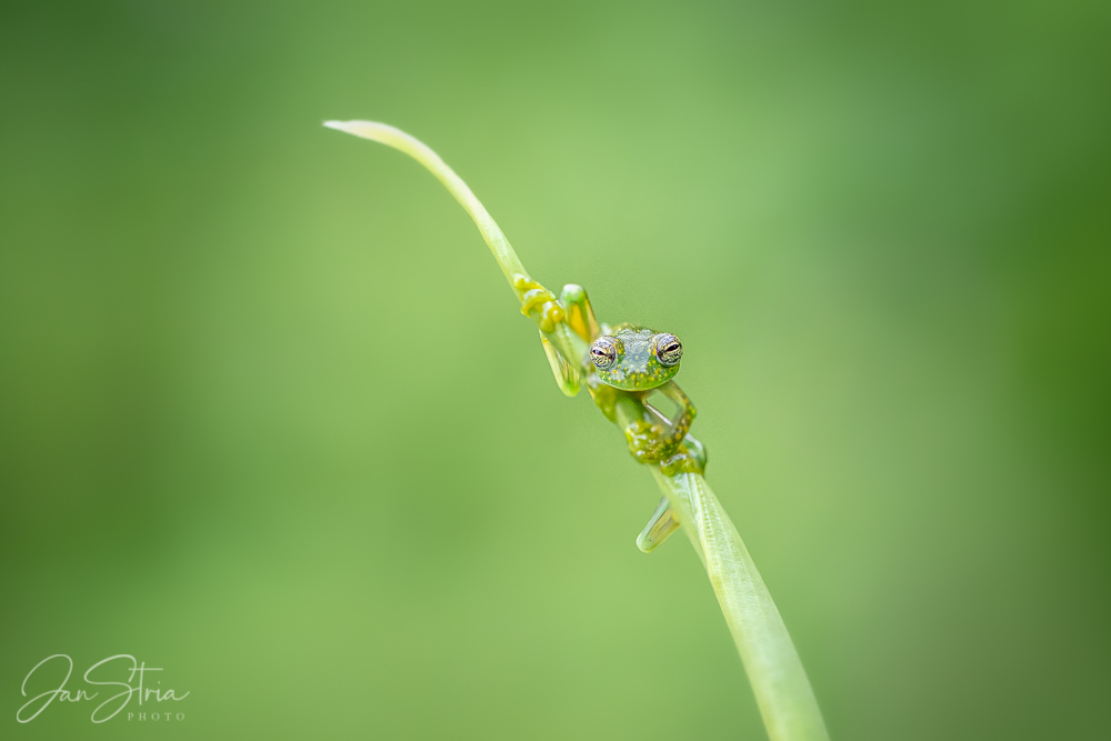 Green World