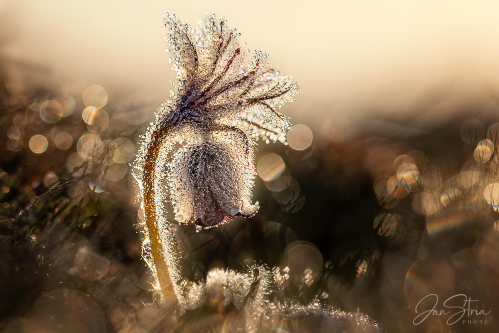 Golden Sunrise