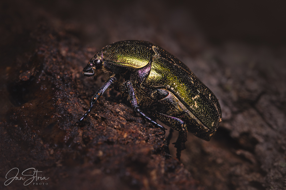 Zlatohlávek měděný 