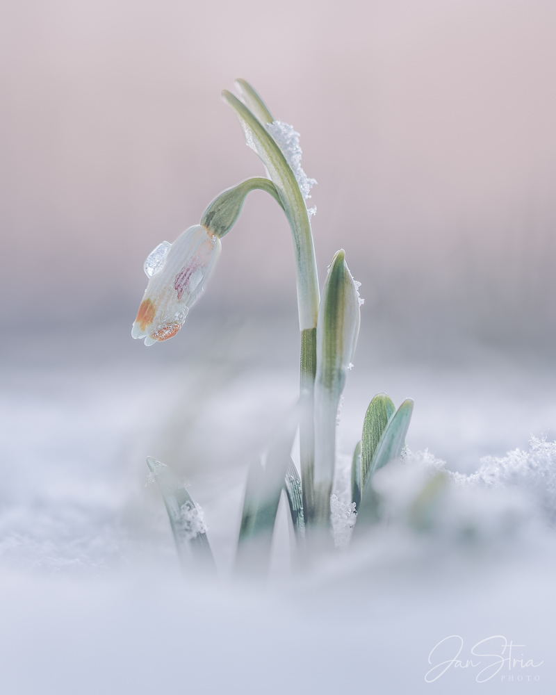 Frozen Beauty