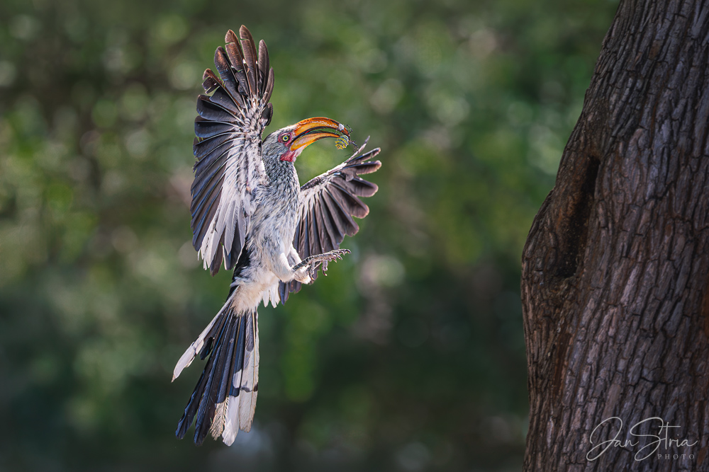 Southern red-billed hornbill