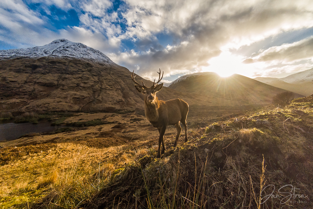 Curious Deer