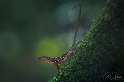 Anolis polylepis