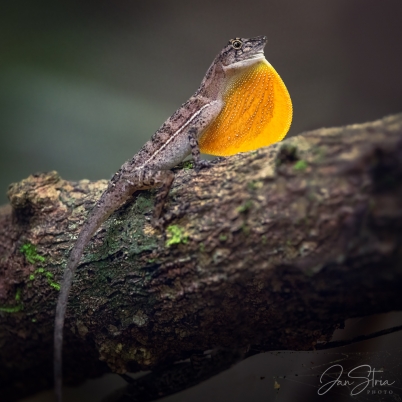 Anolis polylepis