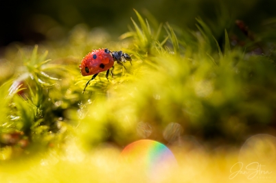 Ladybug and Dew