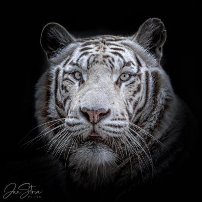 White Majesty