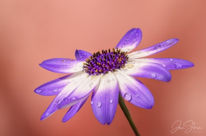 Violet Fantasy