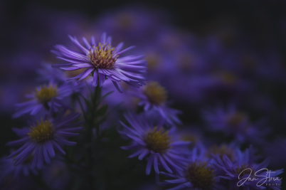 Symphyotrichum dumosum