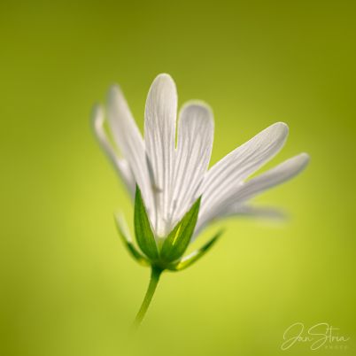 Spring detail