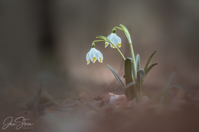 Spring tenderness