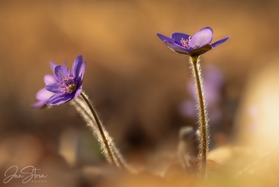 Spring Afternoon