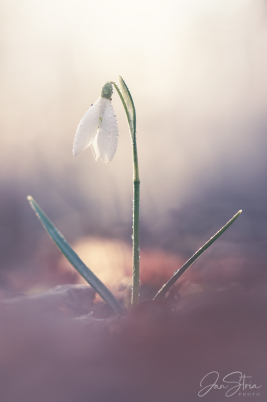 Joy of Spring