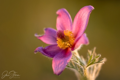 Spring Romance