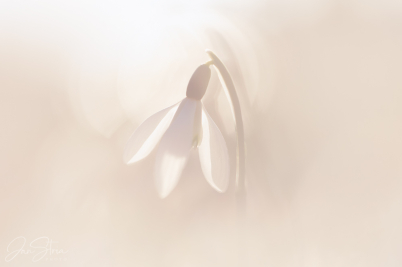 Spring Dreaming