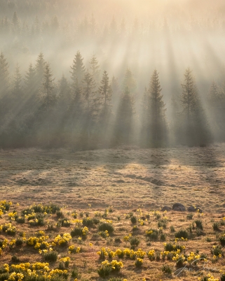 Spring Sunrise