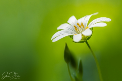 Tender Spring