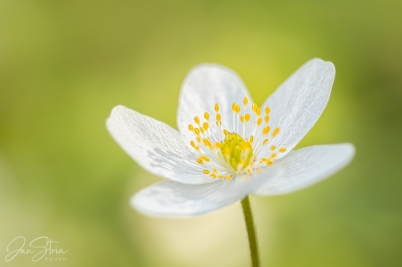 Spring Softness